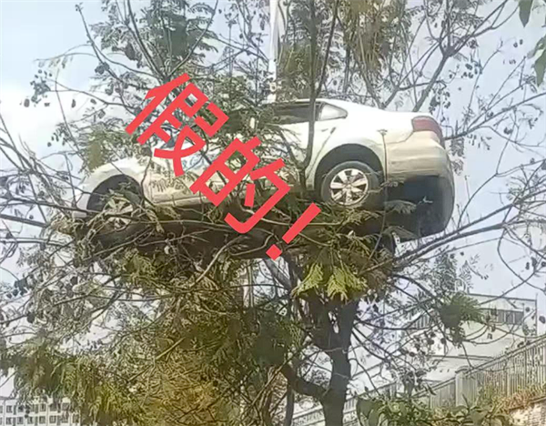 又是假的 轿车开上树系驾校教练自导自演:当事人致歉